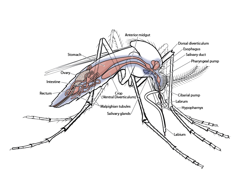 Technical illustration showing the anatomy of a mosquito