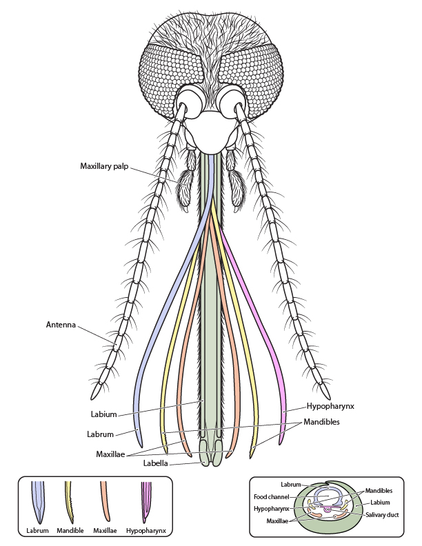 Technical illustration showing the anatomy of a mosquito head