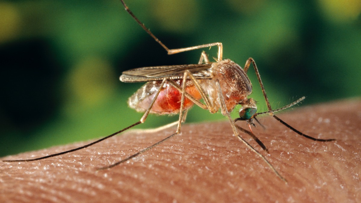 A Culex quinquefasciatus mosquito taking a blood meal.