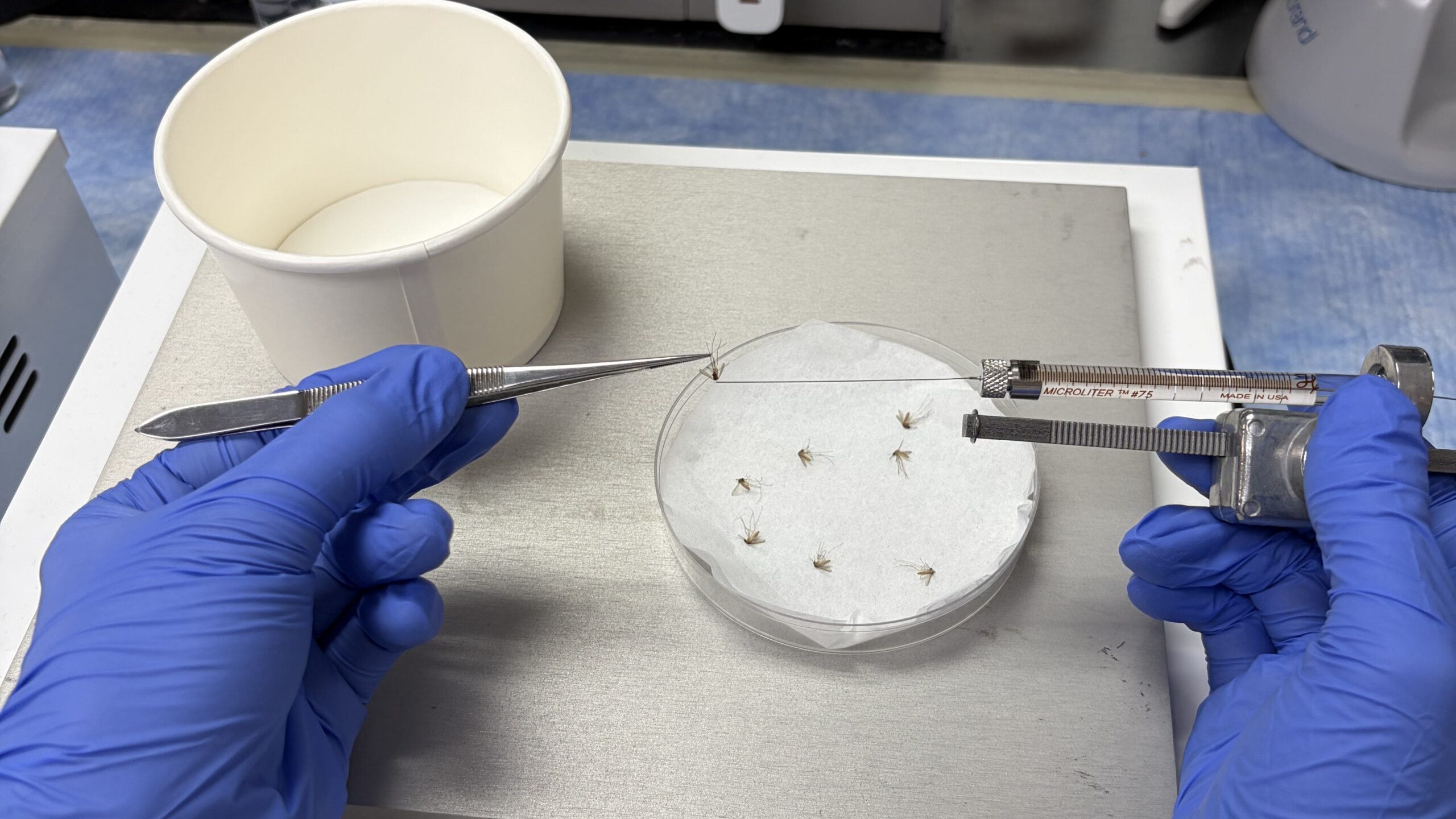 A laboratory worker performs a topical application assay.