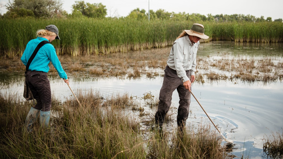Collecting larvae Mosquito control professionals collecting larvae