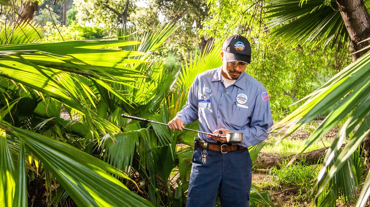 — title missing — San Gabriel Valley Mosquito & Vector Control District Vector Control Specialist Steven Gallegos inspects a water sample for the presence of mosquito larvae in a neighborhood park.