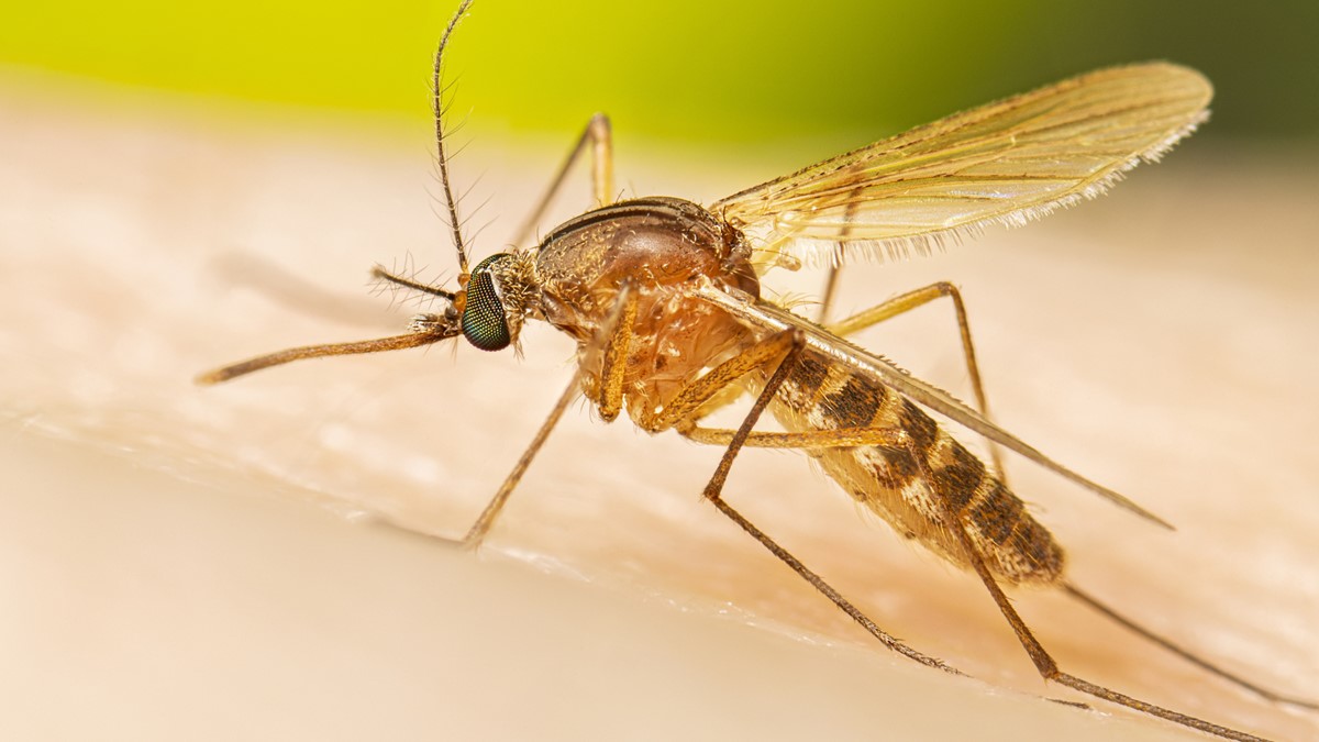 — title missing — A southern house mosquito feeding.
