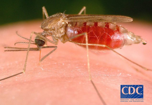 mosquito Close-up of a mosquito biting someone