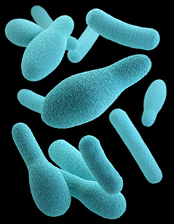 Intro01 Botulism