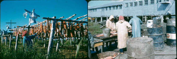 Mission Girls in St. Mary&rsquo;s, Alaska (along the Andrefski river) cleaning fish (1957-1959).