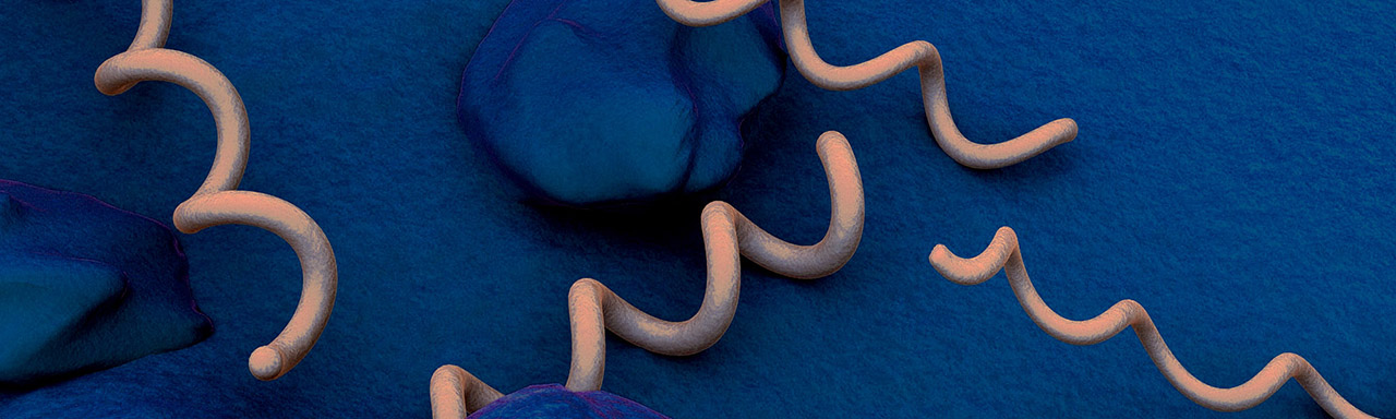 intro01 Digital rendering of Treponema pallidum
