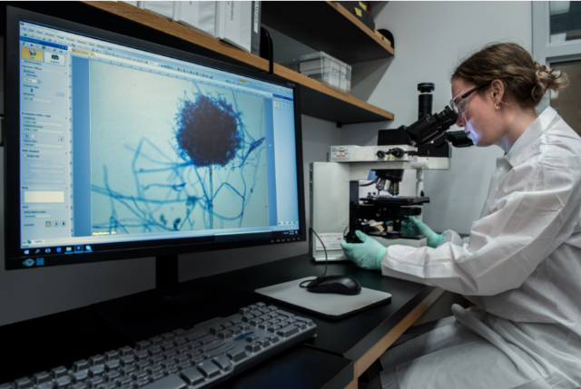 cdcwork02 A scientist uses a digital microscope to view samples of fungi.