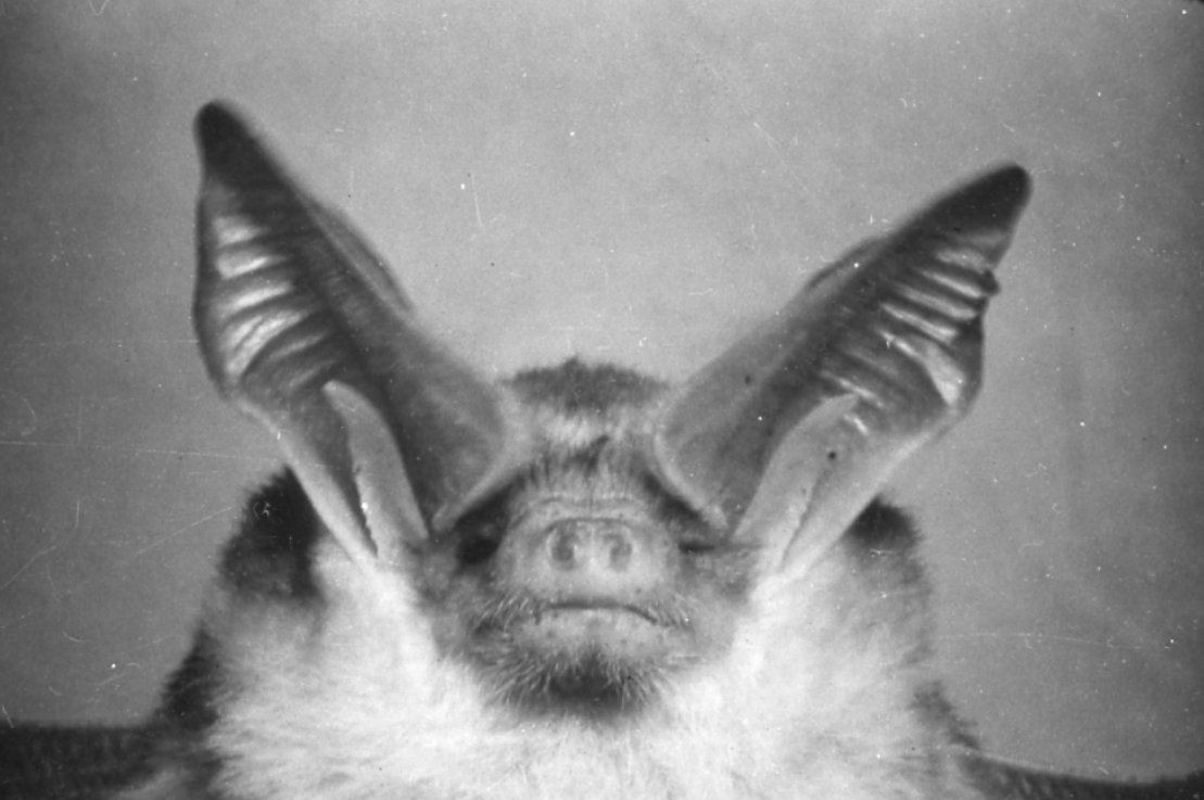 Black and white closeup of a bat&rsquo;s head featuring extremely large ears