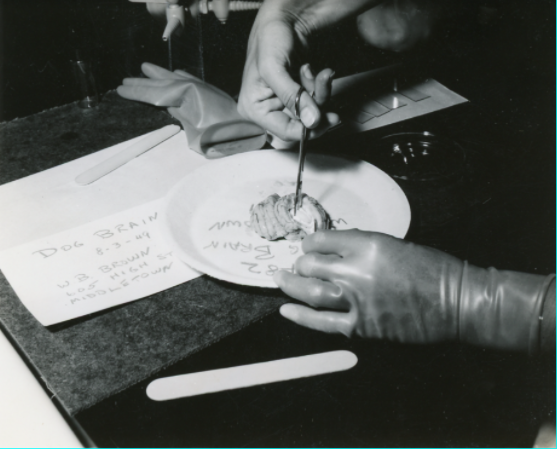 Black-and-white photo of a medical professional dissecting a dog brain in a pathology class. The dog brain is situated on a white plate, and the dissector uses scissors to cut open the top part of the brain. The dissector is wearing a single glove on their left hand but not on their right. A nearby piece of paper reads: Dog Brain, 8-3-49, W.B. Brown, 605 High St&hellip;, Middletown.