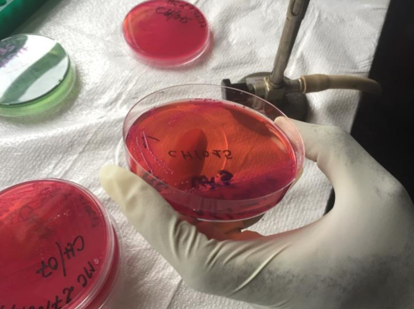 phapproach01 Image containing four biological samples (three red, one green) being analyzed for infectious agents like ebolavirus, Vibrio cholerae, and Neisseria meningitidis. The samples are all found in Petri dishes. A gloved hand is shown holding one of the red samples above a sheet of white cloth.