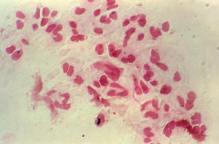 Intro01 Microscopic images