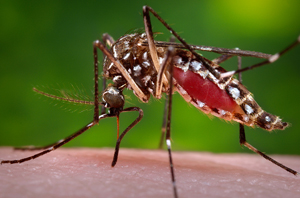 gathany-300px.jpg One of Gathany's most famous photographs: the female Aedes aegypti mosquito