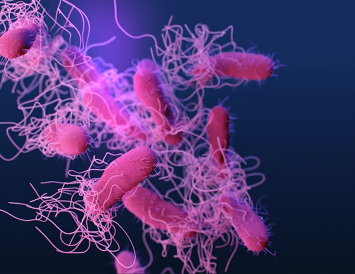 typhoidland-exhibit Illustration of typhoid