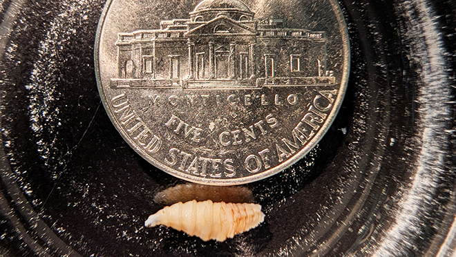 NWS larva and nickel