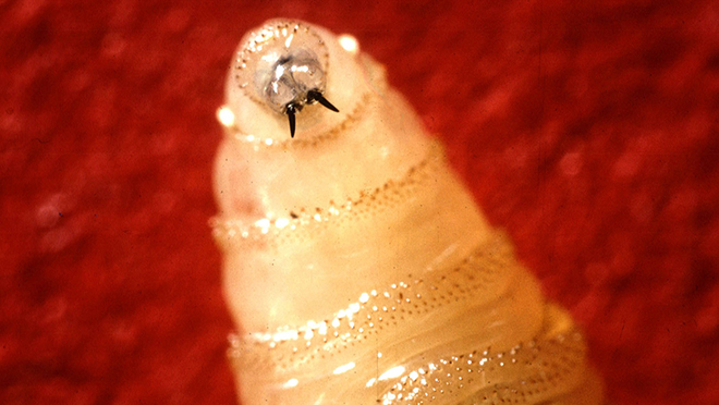 Image of white NWS larva against red background