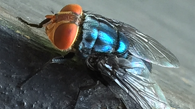 Cochliomyia hominivorax, New World screwworm fly