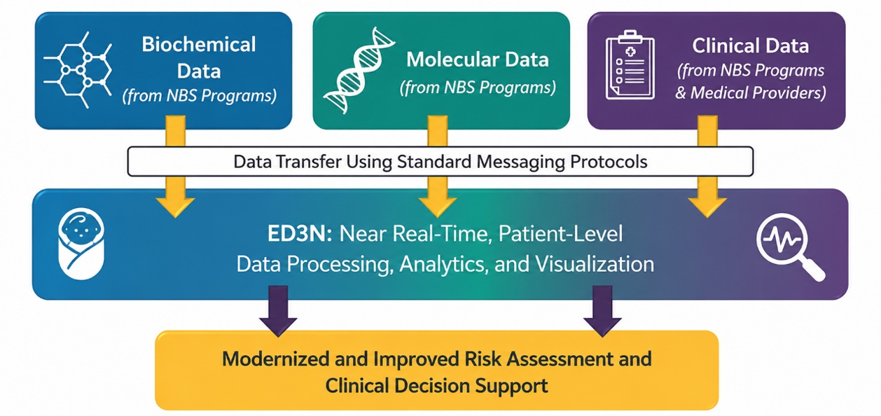 Flowchart of data flow from newborn screening programs and medical providers to the ED3N platform.