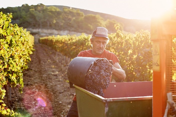 Agriculture worker emptying a bucket.