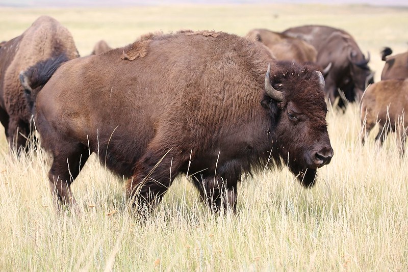 Bison in a field