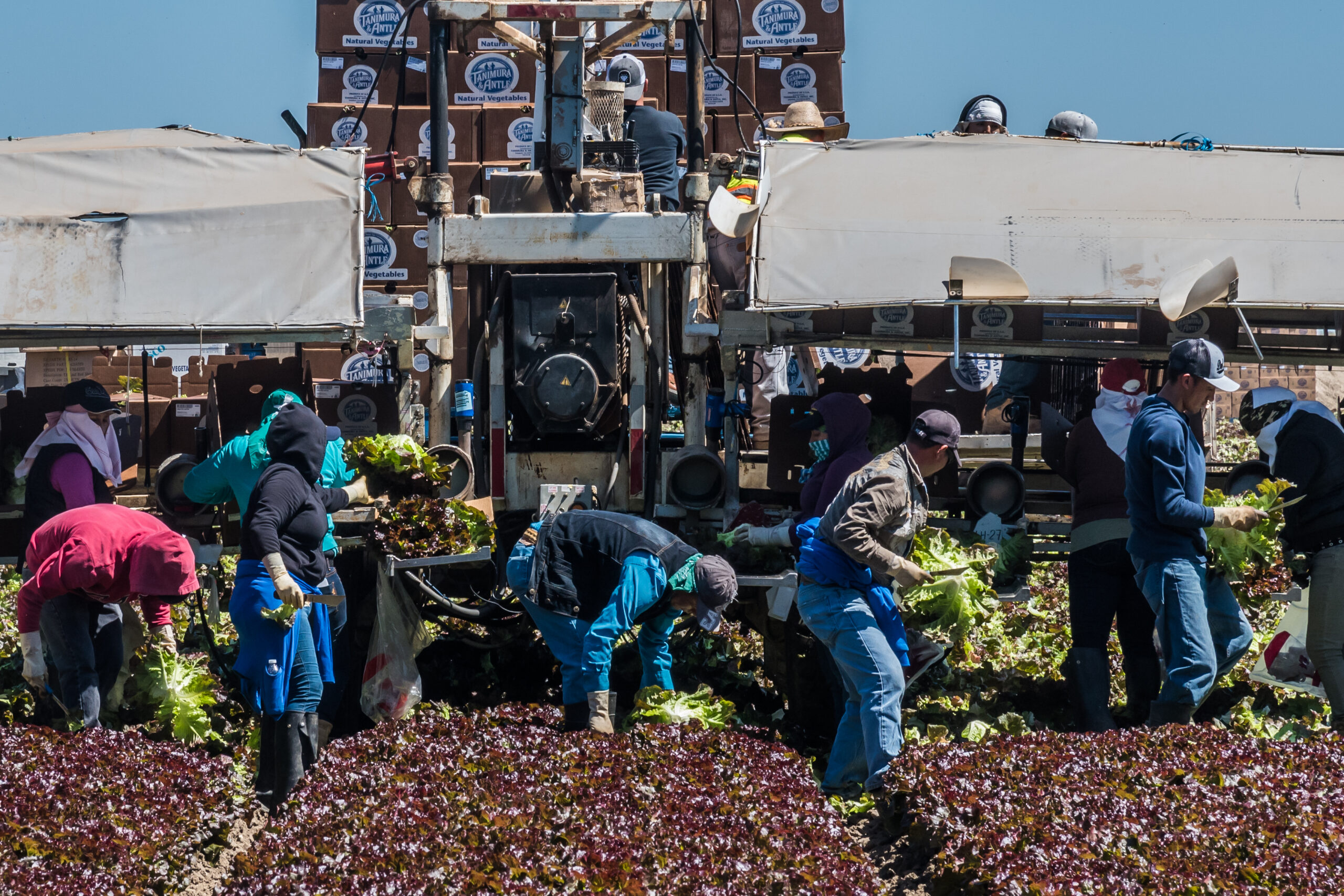 Farmworkers harvesting red lettuce in California.