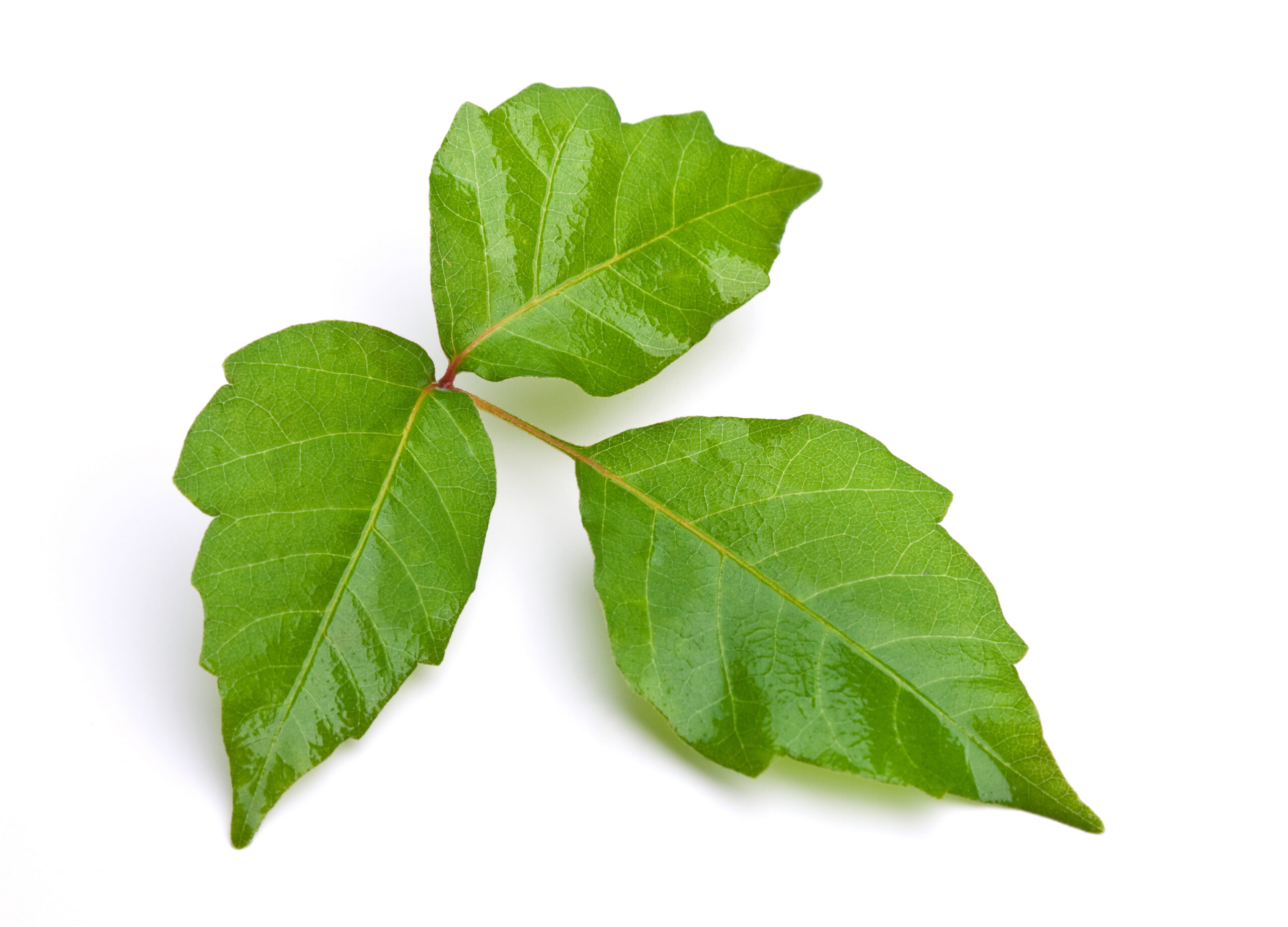 photo of poison ivy leaves