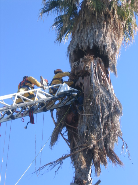 Firefighters removing worker trapped in palm tree.