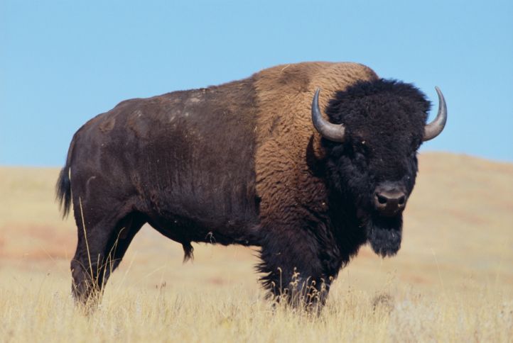 photo of a bison