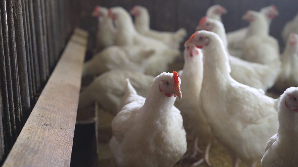 picture of chickens