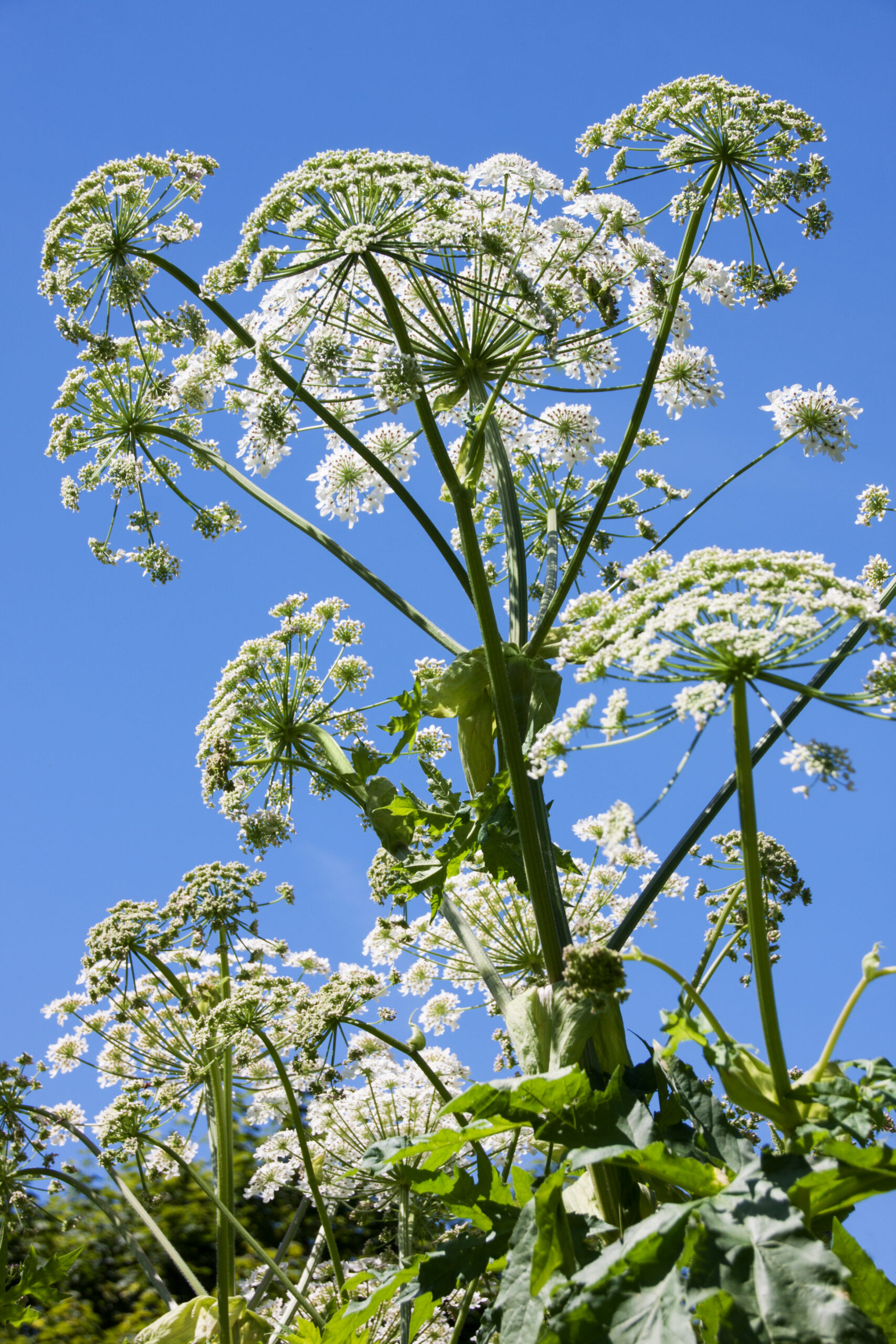 photo of the giant hogweed plant