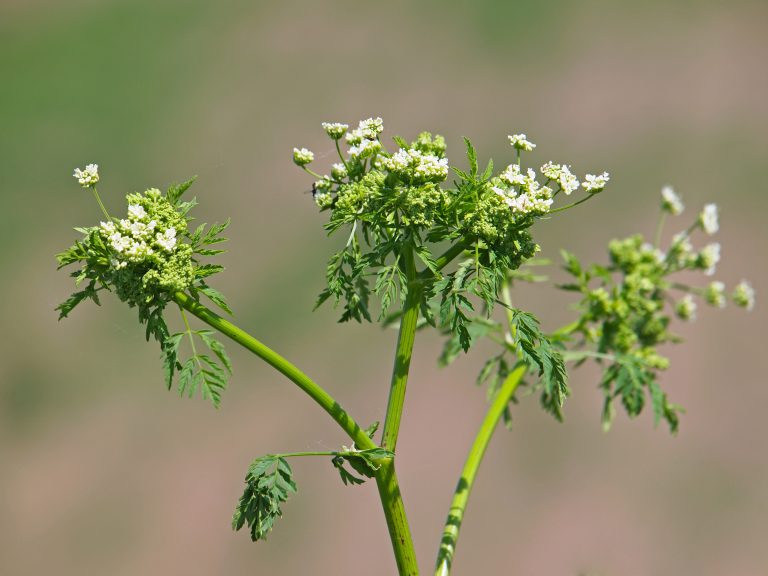 photo of the hemlock plant
