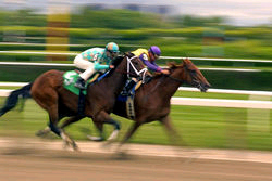 Photo of horses racing