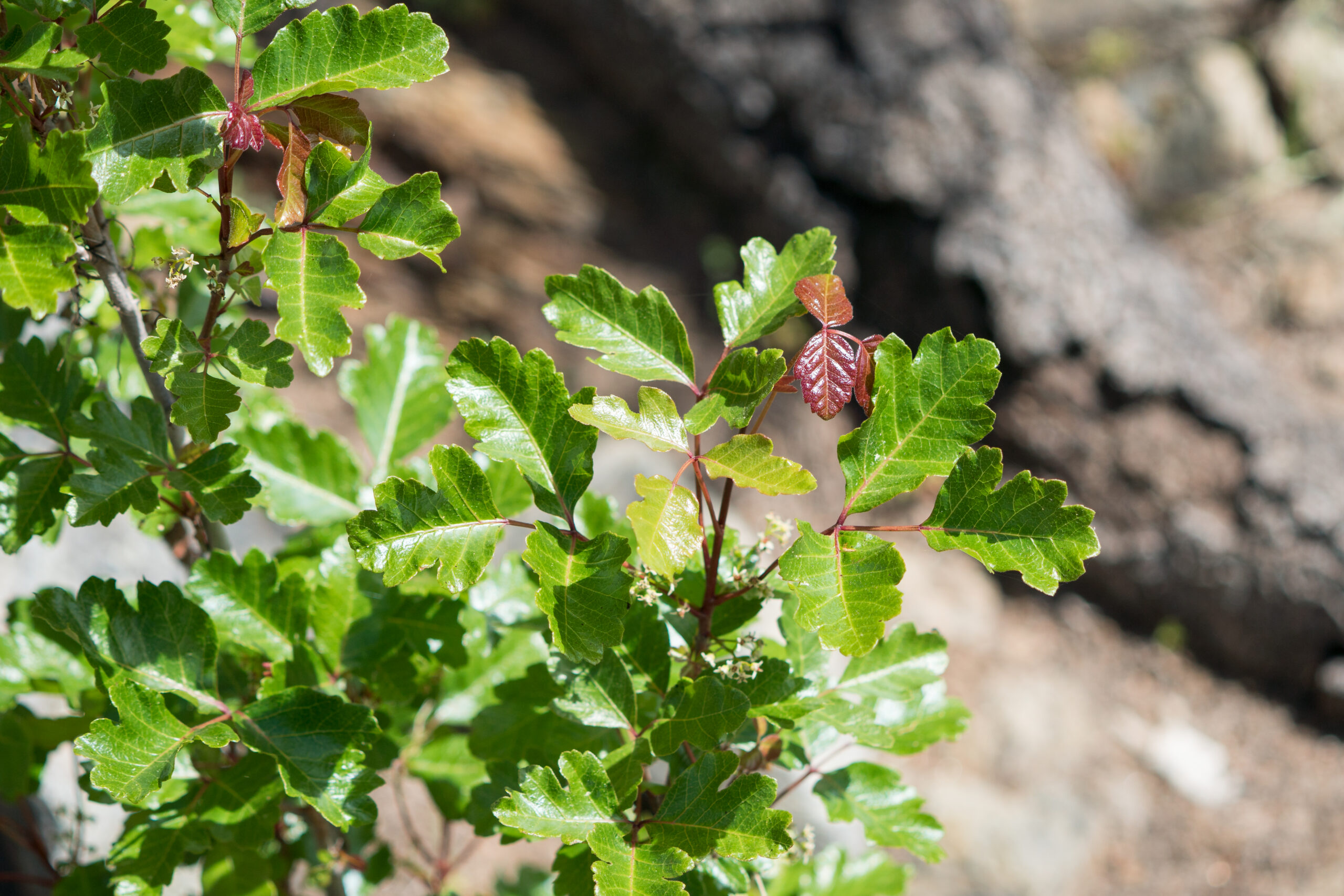 photo of poison oak
