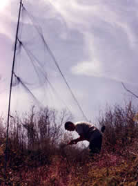 worker in field