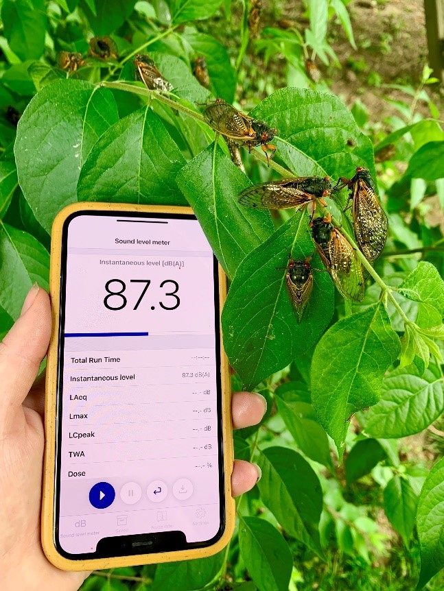 sound level meter measuring cicada noise