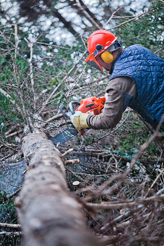 forestry worker