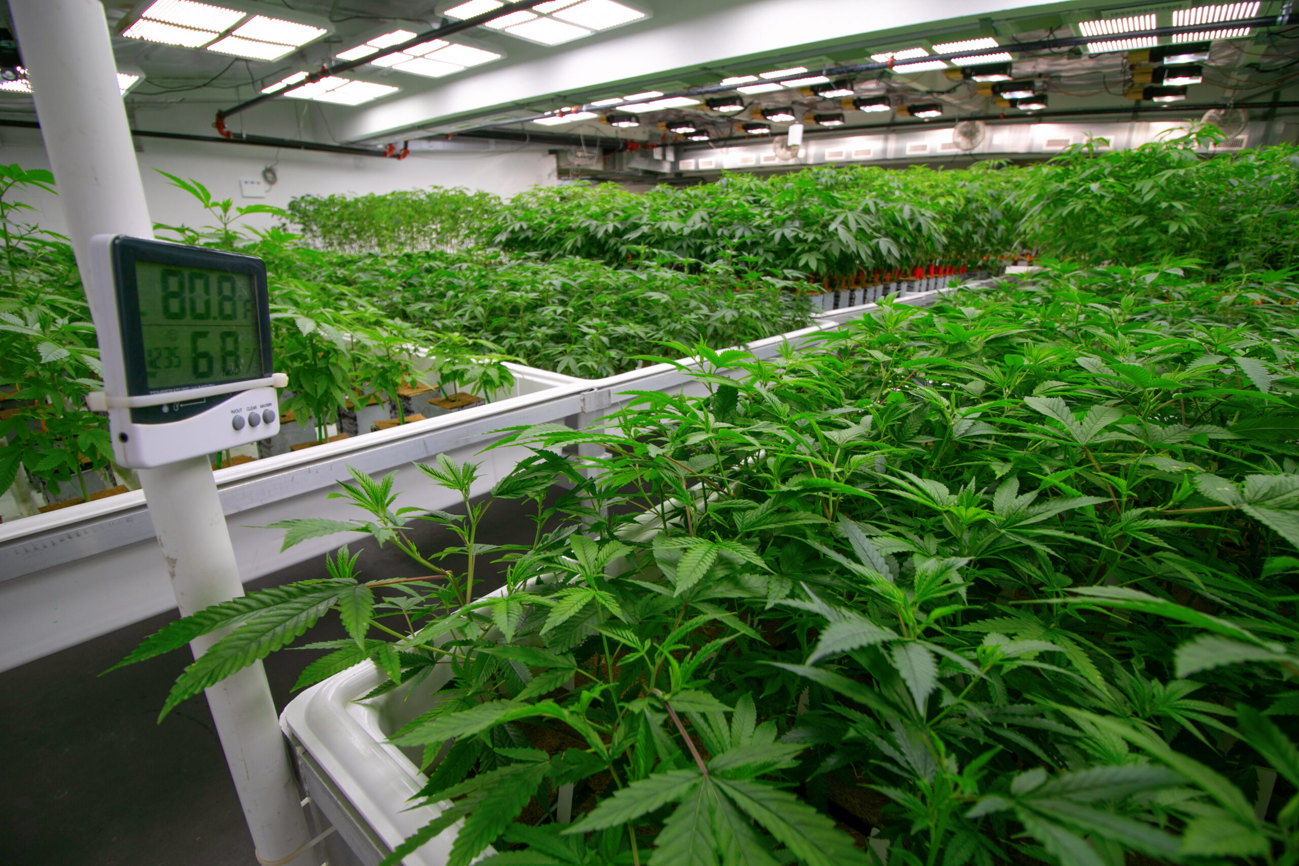 Cannabis plants growing in an indoor cannabis facility.