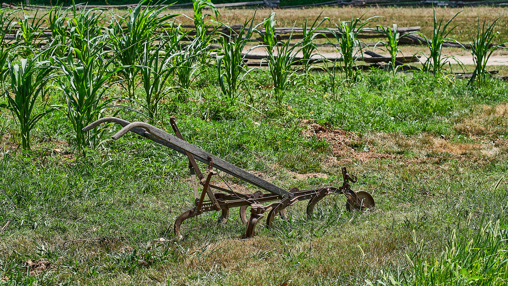 colonial era metal and wood plow in a field.