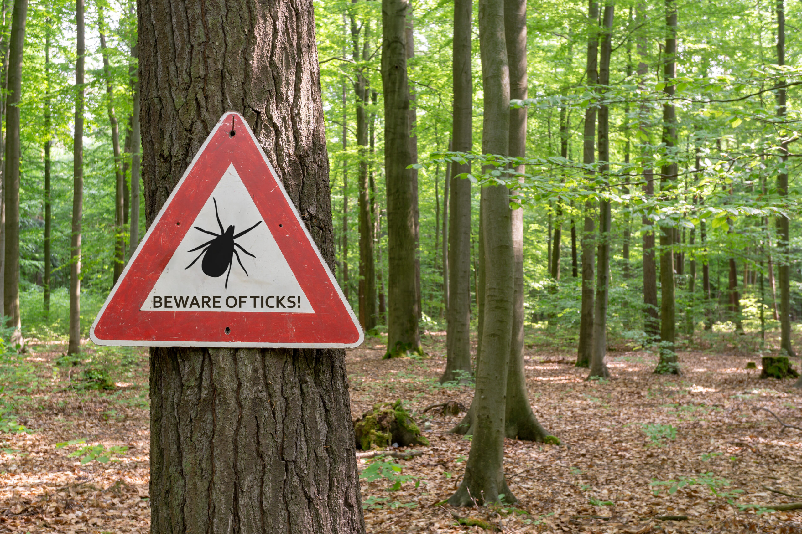 A red triangular warning sign attached to a tree in a green forest displays a black tick silhouette and the words "BEWARE OF TICKS!"