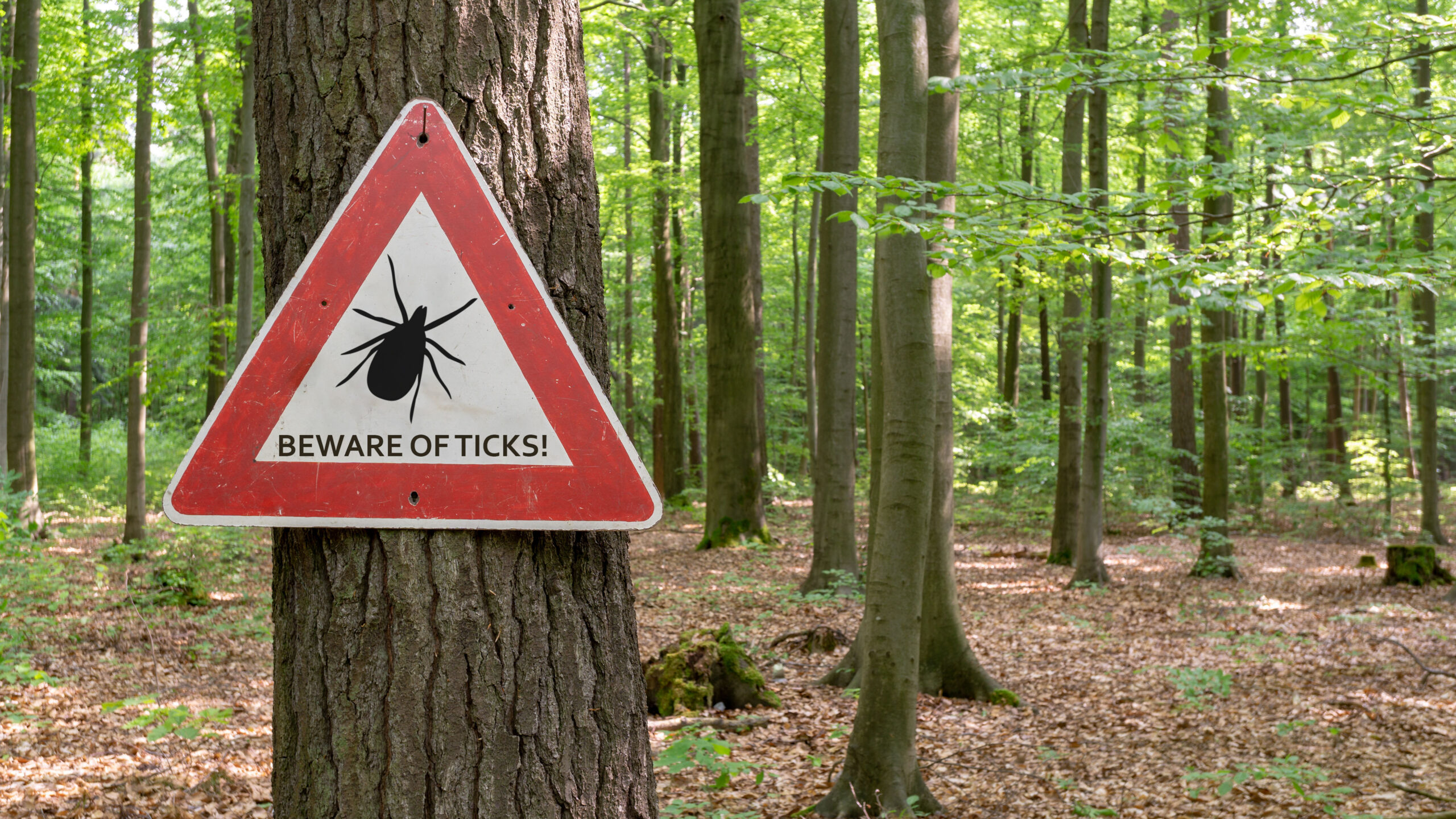 A red triangular warning sign attached to a tree in a green forest displays a black tick silhouette and the words "BEWARE OF TICKS!" Sunlight filters through the tall trees, illuminating the leaf-covered forest floor.