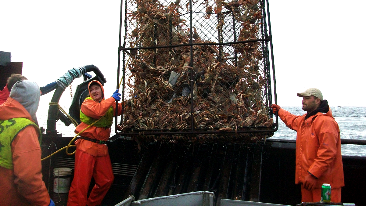 Commercial fishermen hauling a crab pot on deck in the Bering Sea.