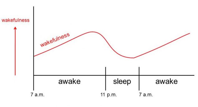 Figure 2.5 is a simple version of the rise and fall of circadian rhythms that promote wakefulness across the 24-hour day.