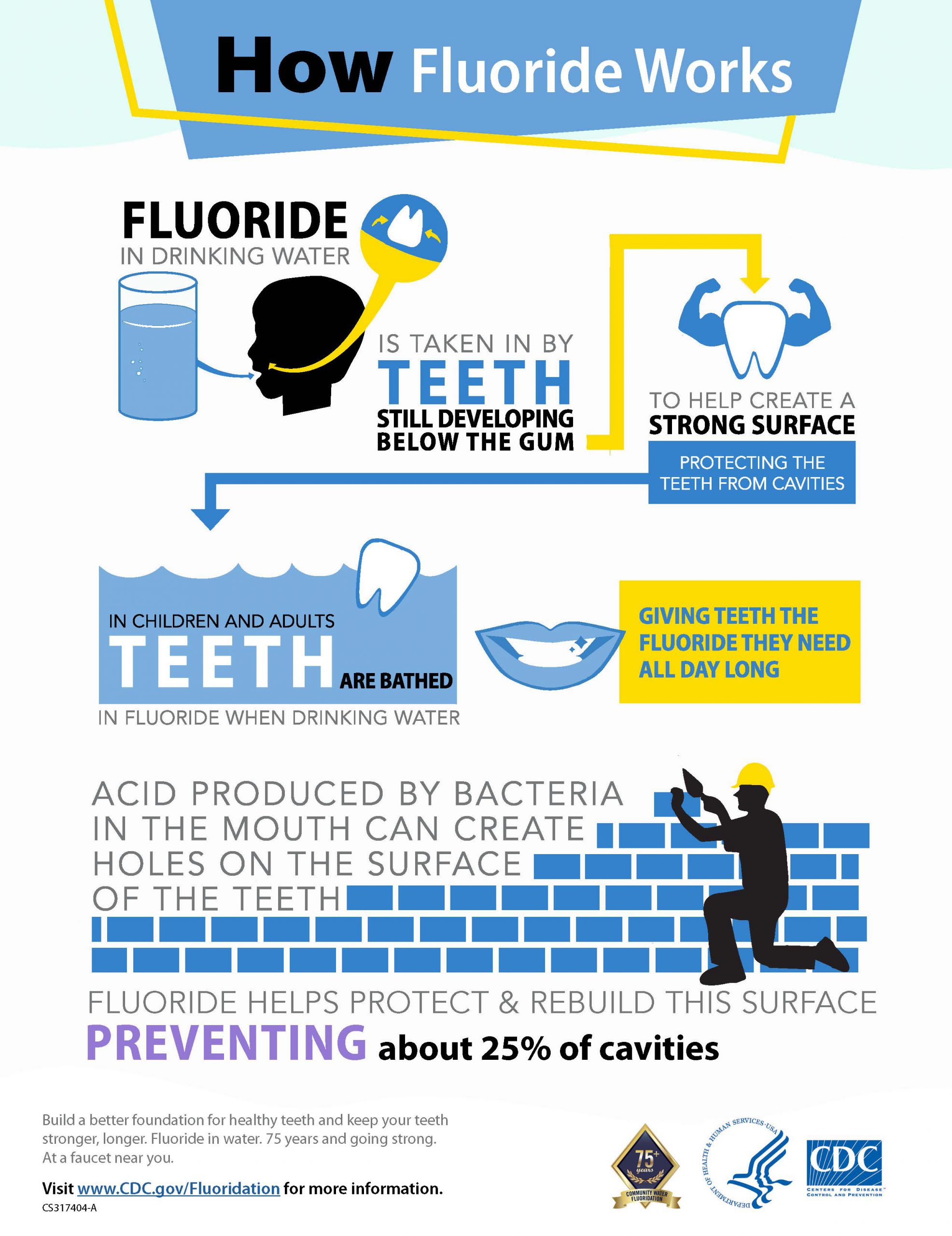 How Fluoride Works How fluoride works Fluoride in drinking water is taken in by teeth still developing below the gum to help create a strong surface protecting the teeth from cavities.In children and adults teeth are bathed in fluoride when drinking water, giving teeth the fluoride they need all day long. Acid produced by bacteria in the mouth can create holes on the surface of the teeth. Fluoride helps protect and rebuild this surface, preventing about 25% of cavities. Build a better foundation for healthy teeth and keep your teeth stronger, longer. Fluoride in water. 75 years and going strong. At a faucet near you. Visit www.CDC.gov/Fluoridation for more information.