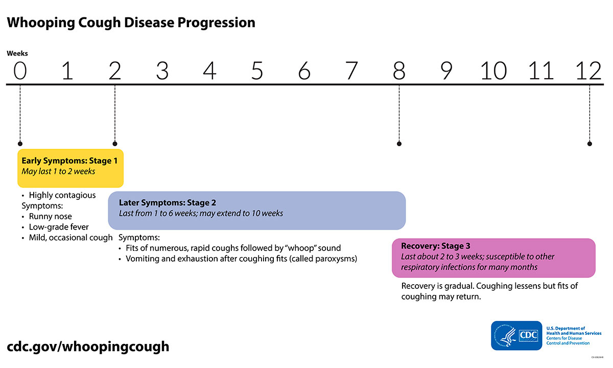 Timeline of whooping cough disease progression.