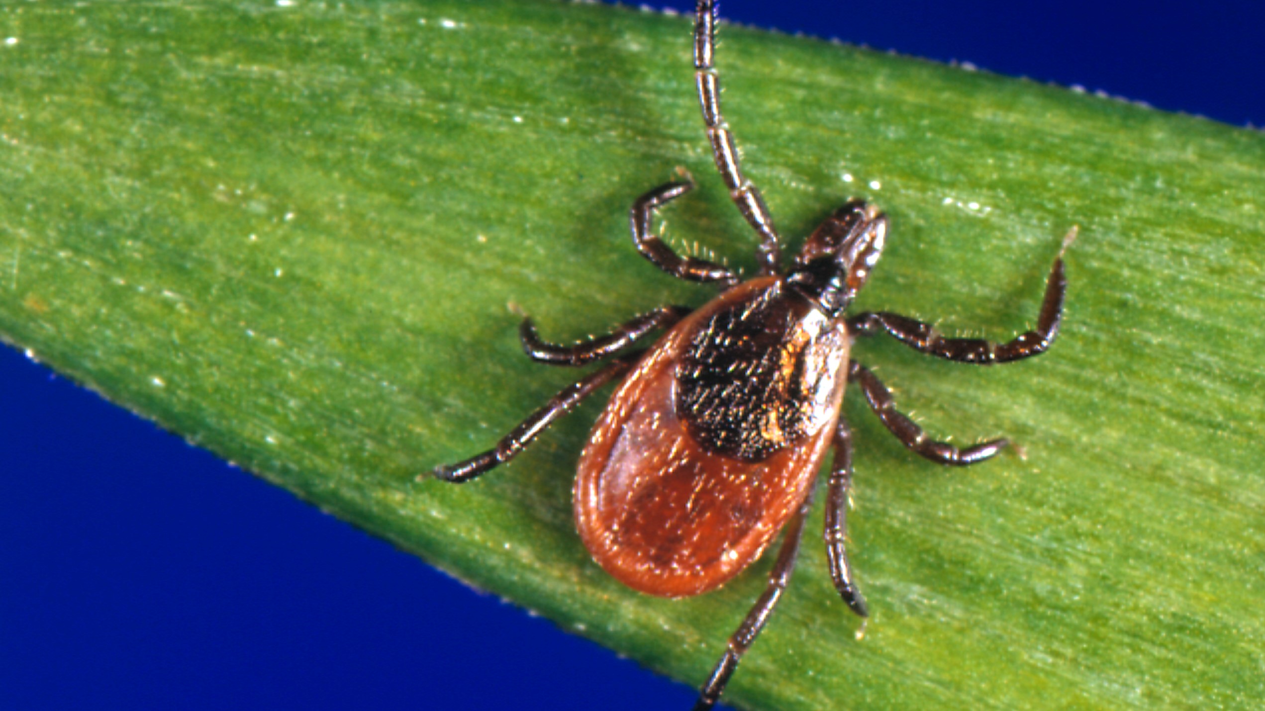 A blacklegged tick on a blade of grass.
