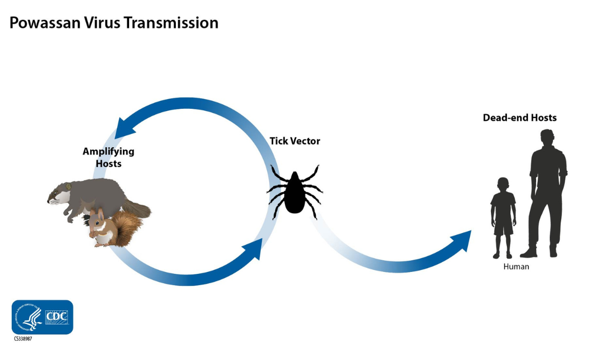 Powassan virus transmission illustration.