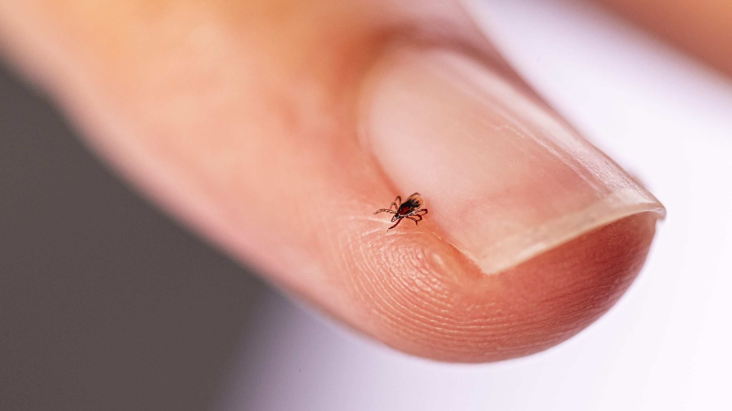 A blacklegged tick nymph crawls on the fingernail of a person.