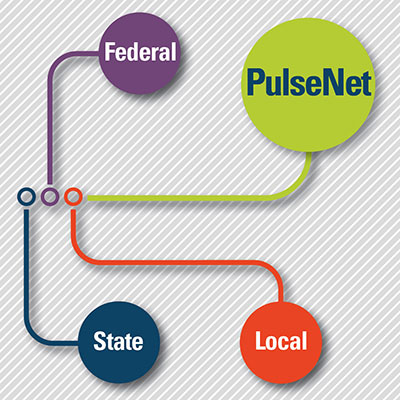 A graphic showing how PulseNet ties together different organizations for foodborne outbreak investigations