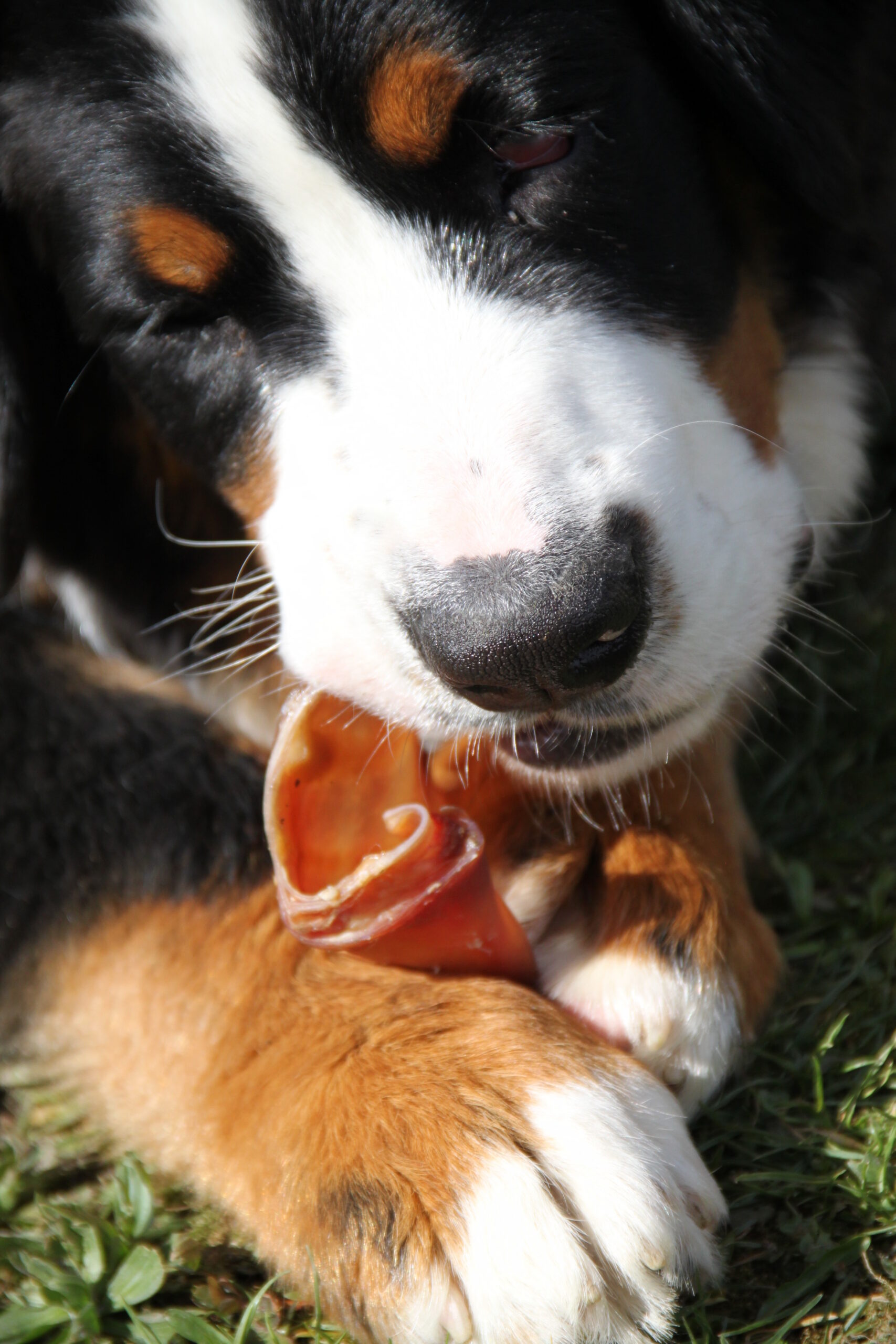 Dog chewing on treat