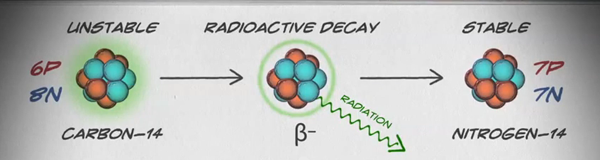 Drawing showing how an unstable carbon-14, through radioactive decay, can be transformed to a stable protein.